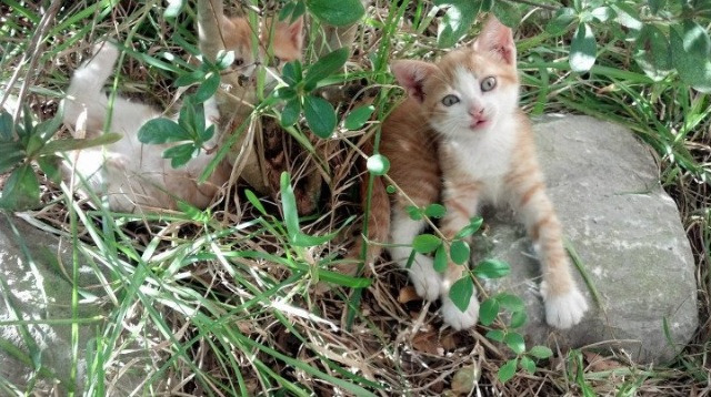 高节奏比赛是否更容易出现大比分差，节奏高手